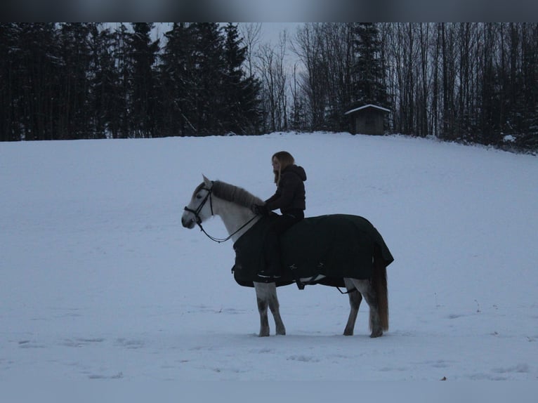 Lusitanos Wallach 15 Jahre 155 cm Schimmel in Wonneberg