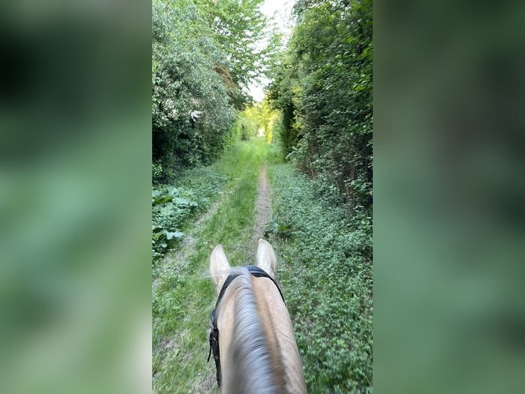 Lusitanos Wallach 15 Jahre 158 cm Palomino in Speyer