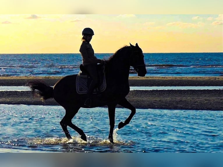 Lusitanos Wallach 15 Jahre 159 cm Rappe in Bredene