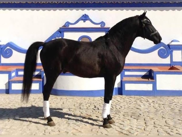 Lusitanos Wallach 15 Jahre 159 cm Rappe in Bredene