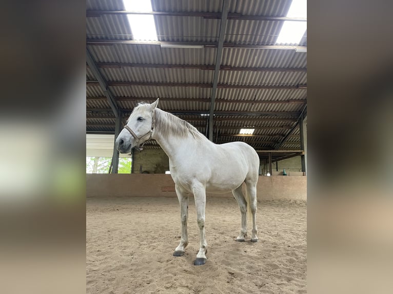 Lusitanos Wallach 15 Jahre 160 cm Schimmel in Longen