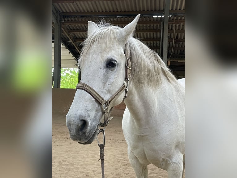 Lusitanos Wallach 15 Jahre 160 cm Schimmel in Longen