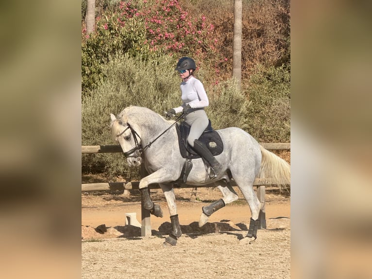 Lusitanos Wallach 15 Jahre 164 cm White in Malaga