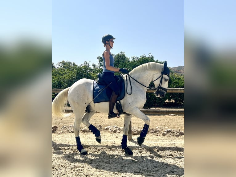 Lusitanos Wallach 15 Jahre 164 cm White in Malaga