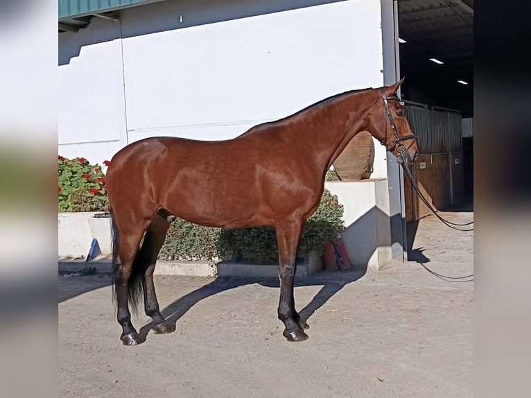 Lusitanos Wallach 15 Jahre 166 cm Brauner in Schwarme