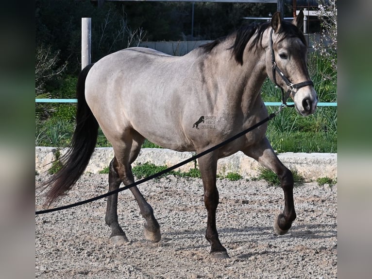 Lusitanos Mix Wallach 15 Jahre 169 cm Falbe in Mallorca