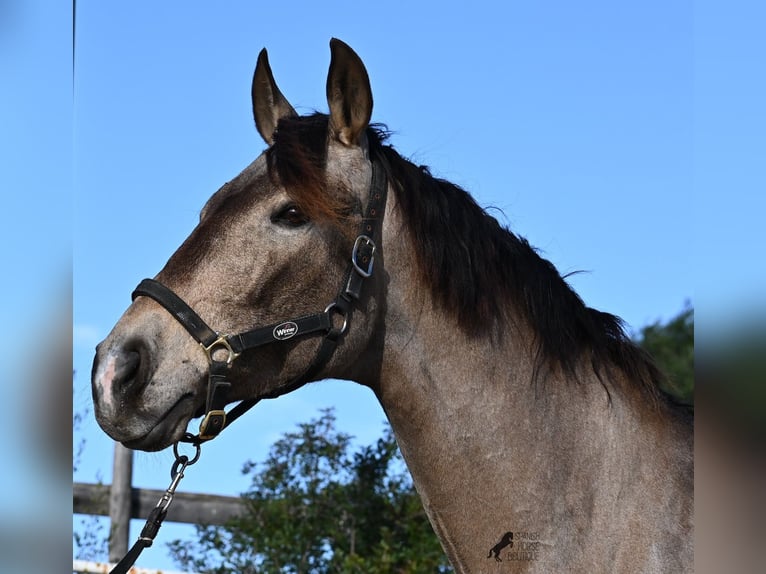 Lusitanos Mix Wallach 15 Jahre 169 cm Falbe in Mallorca