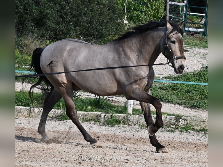 Lusitanos Mix Wallach 15 Jahre 169 cm Falbe in Mallorca