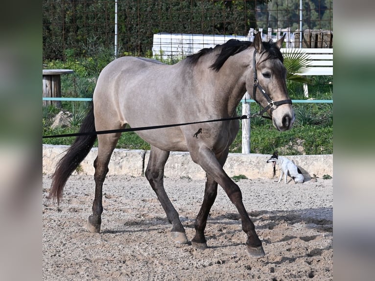 Lusitanos Mix Wallach 15 Jahre 169 cm Falbe in Mallorca