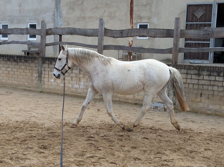 Lusitanos Wallach 16 Jahre 145 cm Fliegenschimmel in Bad Münstereifel