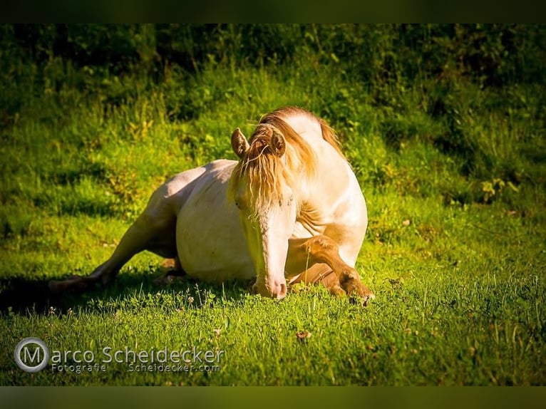 Lusitanos Mix Wallach 16 Jahre 147 cm Cremello in Mogersdorf