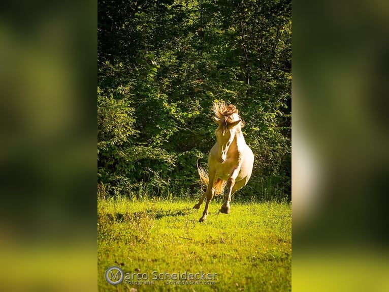 Lusitanos Mix Wallach 16 Jahre 147 cm Cremello in Mogersdorf