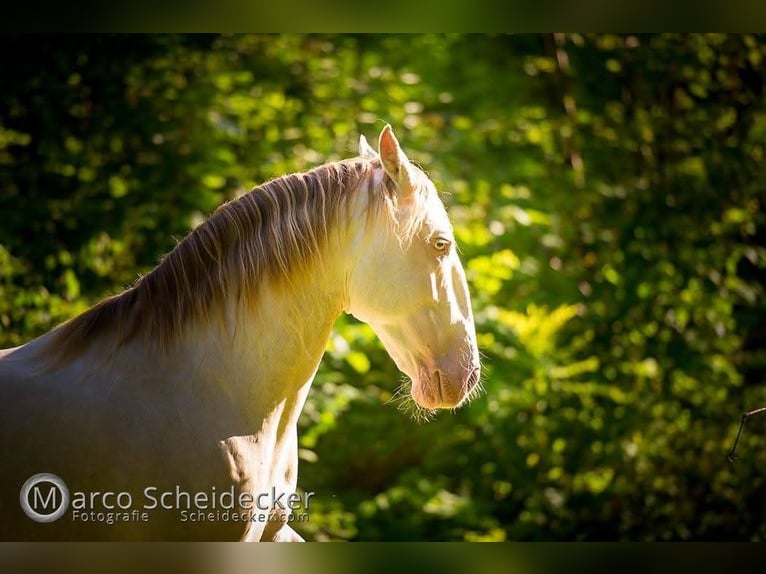 Lusitanos Mix Wallach 16 Jahre 147 cm Cremello in Mogersdorf