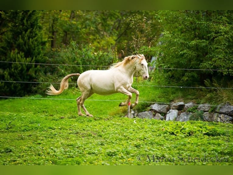 Lusitanos Mix Wallach 16 Jahre 147 cm Cremello in Mogersdorf