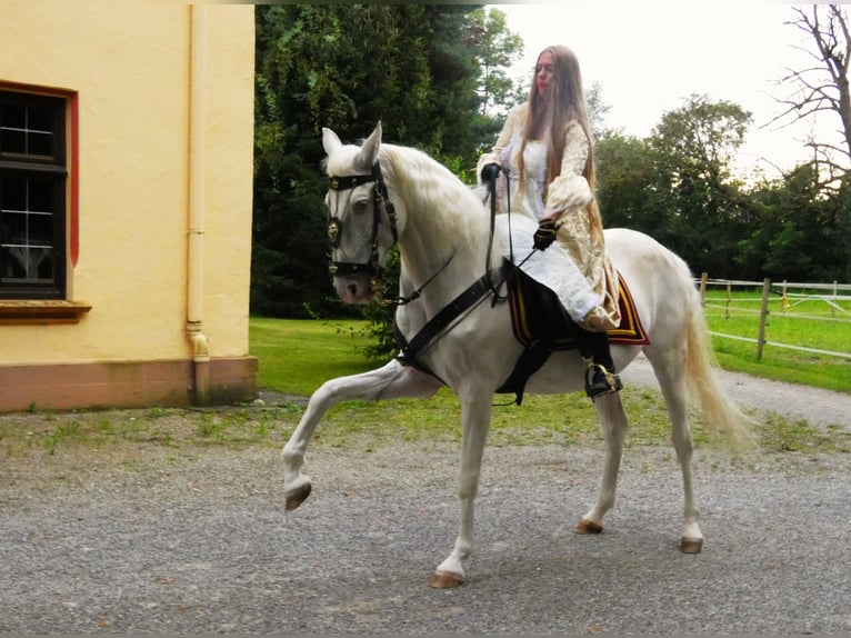 Lusitanos Wallach 16 Jahre 155 cm Champagne in Stetten