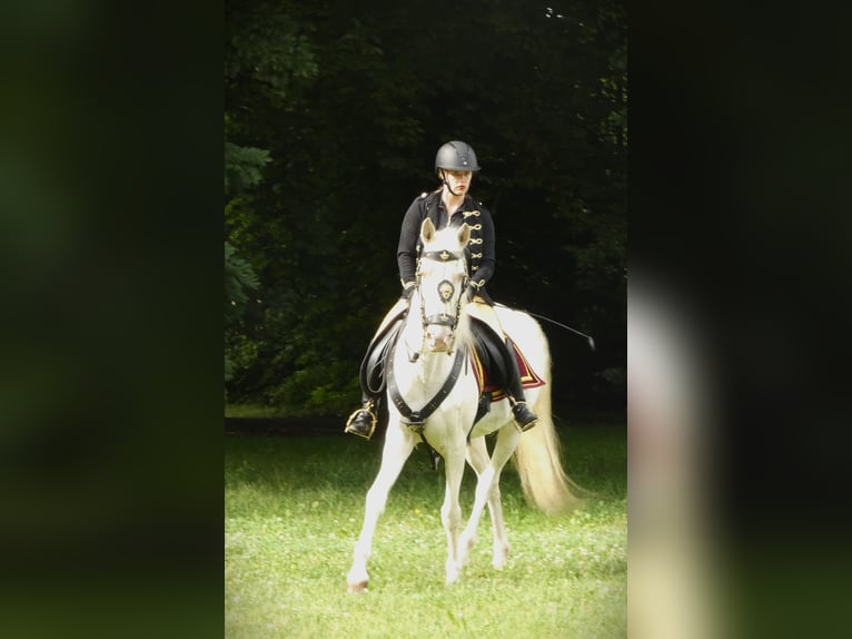 Lusitanos Wallach 16 Jahre 155 cm Champagne in Stetten