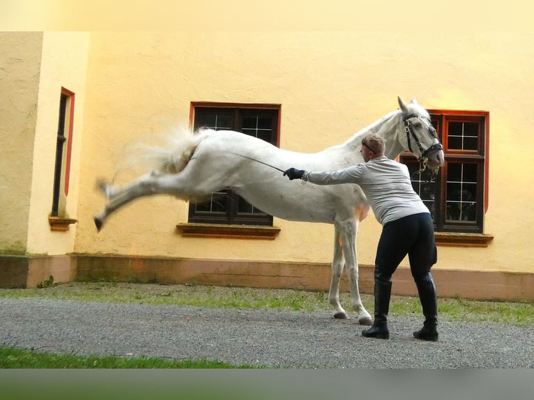 Lusitanos Wallach 16 Jahre 155 cm Champagne in Stetten