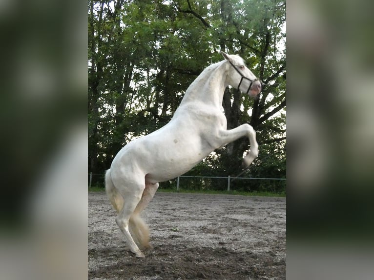 Lusitanos Wallach 16 Jahre 155 cm Champagne in Stetten
