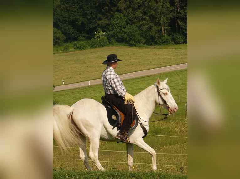 Lusitanos Wallach 16 Jahre 155 cm Champagne in Stetten