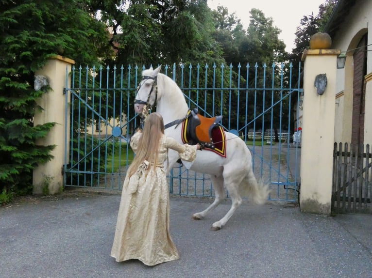 Lusitanos Wallach 16 Jahre 155 cm Champagne in Stetten