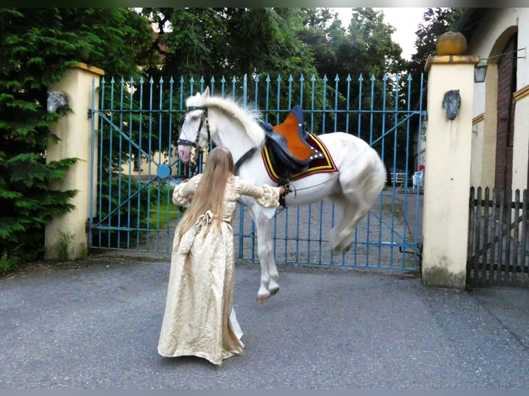 Lusitanos Wallach 16 Jahre 155 cm Champagne in Stetten