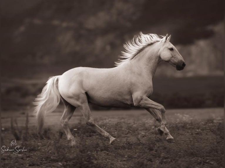 Lusitanos Wallach 16 Jahre 156 cm Palomino in Maurach am Achensee