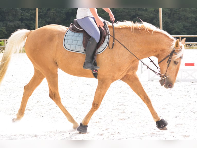 Lusitanos Wallach 16 Jahre 160 cm Palomino in Brains