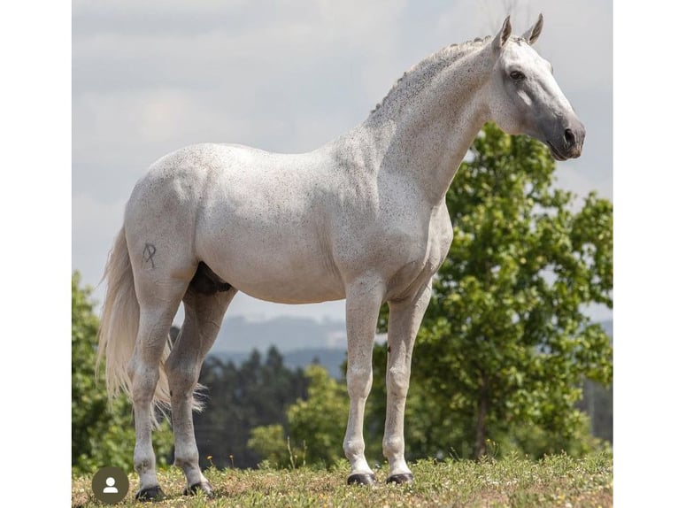 Lusitanos Wallach 16 Jahre 167 cm Schimmel in Navas Del Madro&#xF1;o