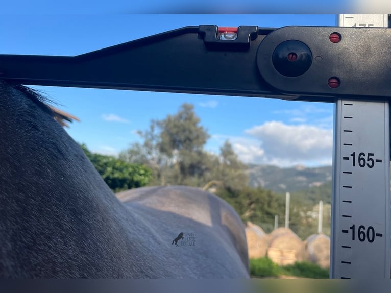 Lusitanos Mix Wallach 16 Jahre 169 cm Falbe in Mallorca