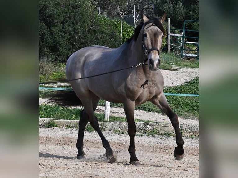 Lusitanos Mix Wallach 16 Jahre 169 cm Falbe in Mallorca