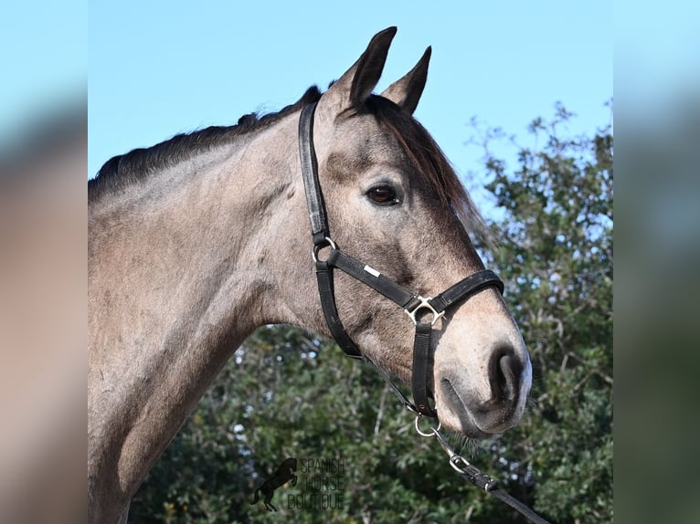 Lusitanos Mix Wallach 16 Jahre 169 cm Falbe in Mallorca