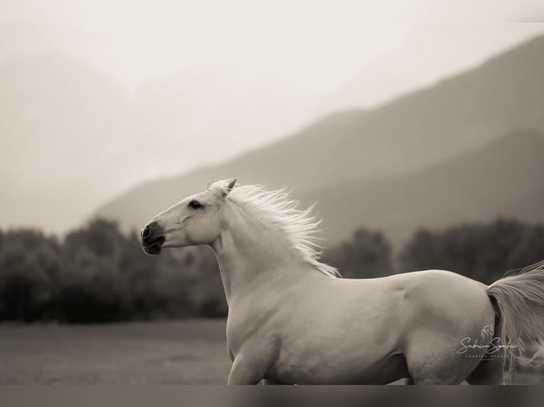 Lusitanos Wallach 17 Jahre 156 cm Palomino in Maurach am Achensee