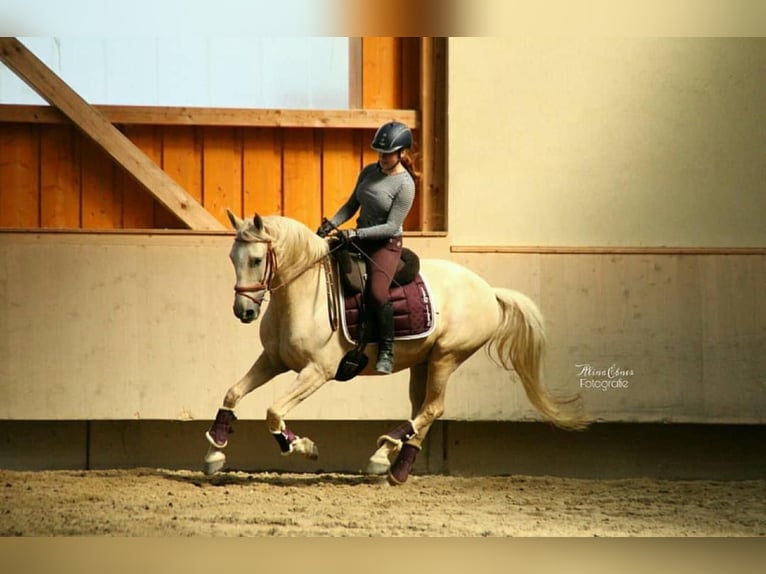 Lusitanos Wallach 17 Jahre 156 cm Palomino in Maurach am Achensee