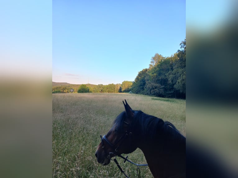 Lusitanos Wallach 17 Jahre 158 cm Brauner in Aschaffenburg