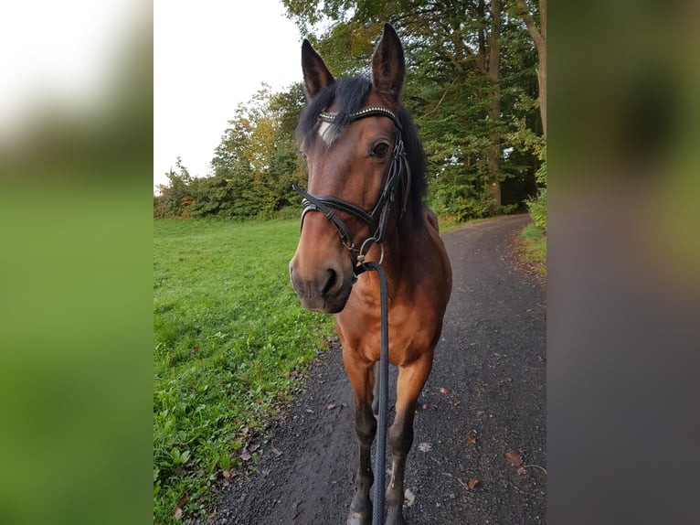 Lusitanos Wallach 17 Jahre 158 cm Brauner in Aschaffenburg