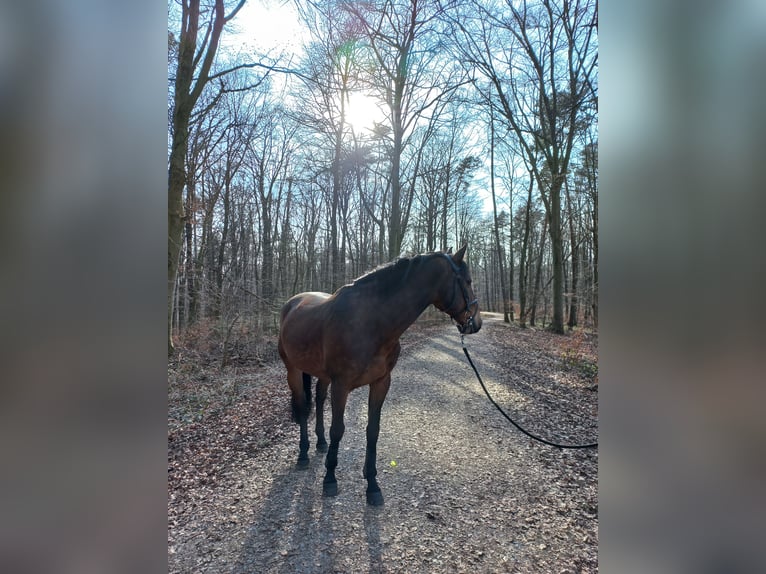 Lusitanos Wallach 17 Jahre 158 cm Brauner in Aschaffenburg