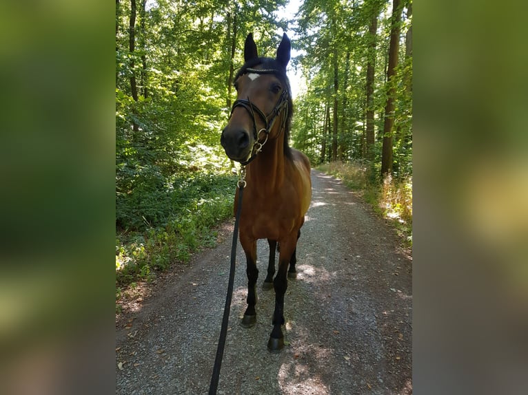 Lusitanos Wallach 17 Jahre 158 cm Brauner in Aschaffenburg
