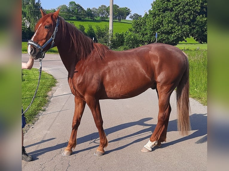 Lusitanos Wallach 17 Jahre 162 cm Fuchs in Gessertshausen