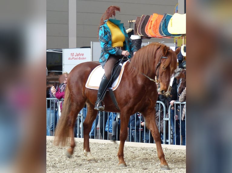 Lusitanos Wallach 17 Jahre 162 cm Fuchs in Gessertshausen