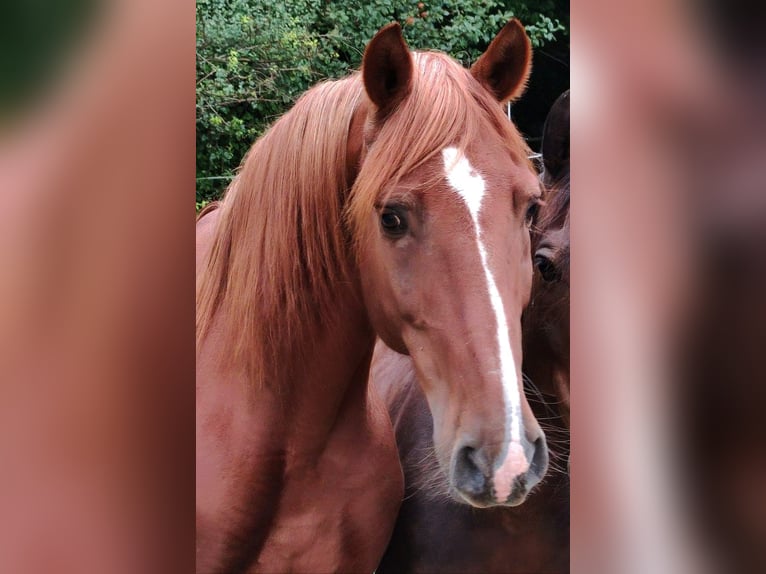 Lusitanos Wallach 17 Jahre 162 cm Fuchs in Gessertshausen