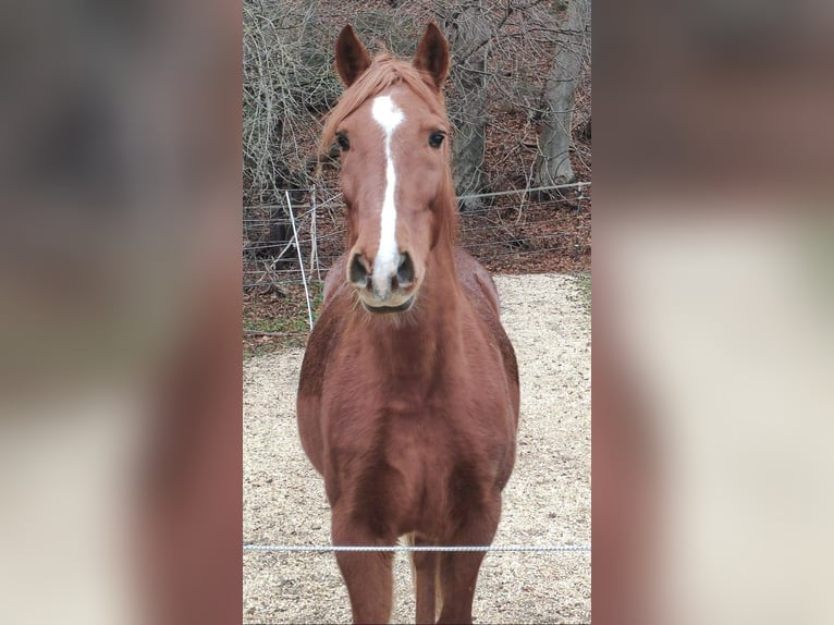 Lusitanos Wallach 17 Jahre 162 cm Fuchs in Gessertshausen