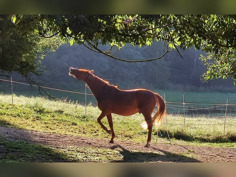 Lusitanos Wallach 17 Jahre 162 cm Fuchs in Gessertshausen