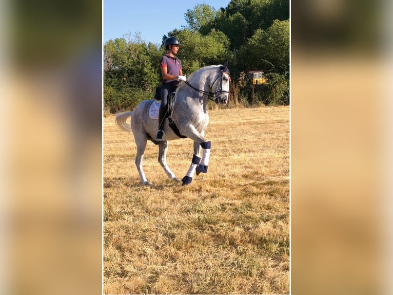 Lusitanos Wallach 17 Jahre 164 cm Fliegenschimmel in Villacastin