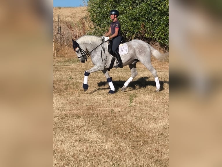 Lusitanos Wallach 17 Jahre 164 cm Fliegenschimmel in Villacastin