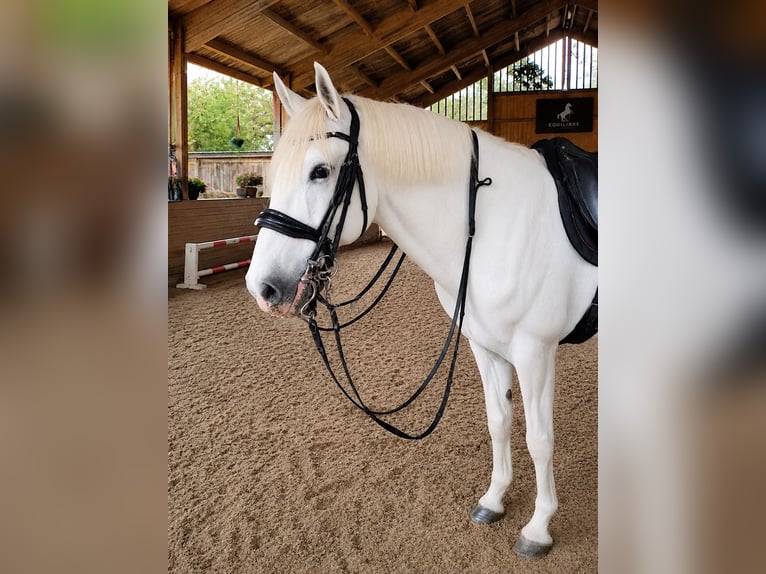 Lusitanos Wallach 17 Jahre 164 cm Schimmel in Ostbevern
