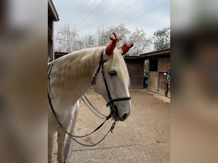 Lusitanos Wallach 17 Jahre 173 cm Schimmel in Düsseldorf