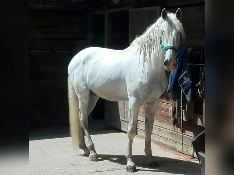 Lusitanos Wallach 17 Jahre 173 cm Schimmel in Düsseldorf