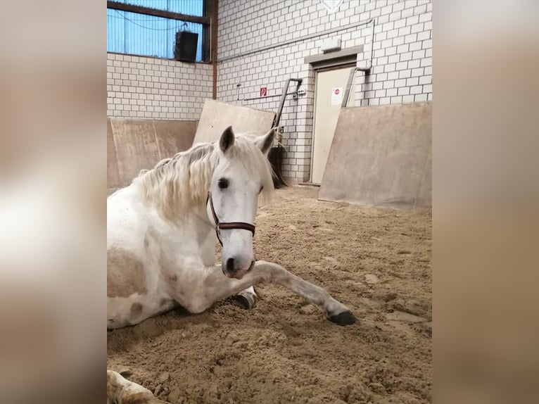 Lusitanos Wallach 17 Jahre 173 cm Schimmel in Düsseldorf