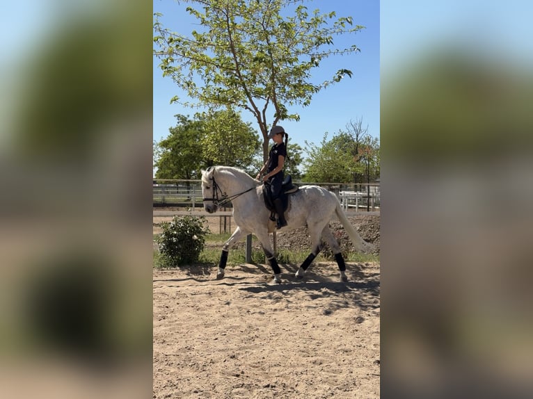 Lusitanos Mix Wallach 18 Jahre 157 cm Schimmel in Valdetorres De Jarama