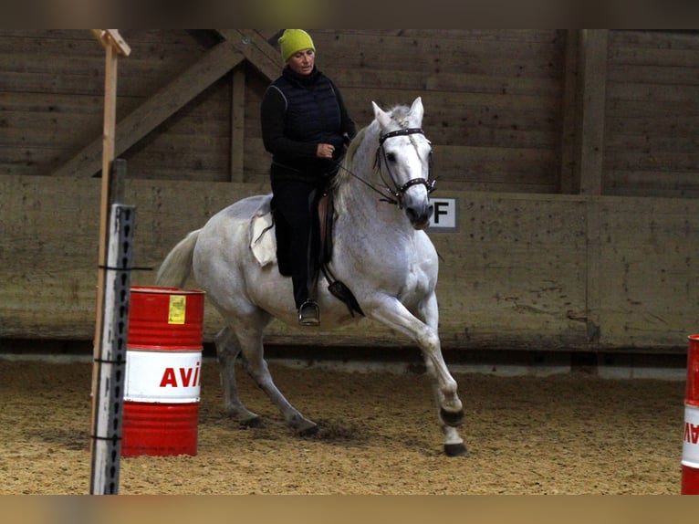 Lusitanos Wallach 18 Jahre 158 cm Schimmel in Stöttwang